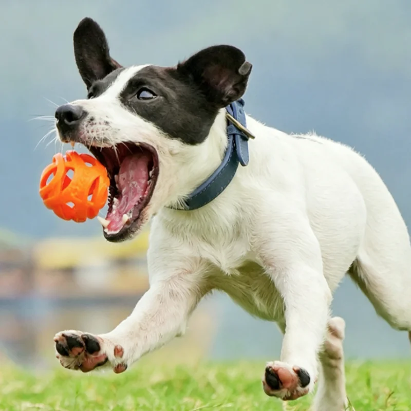 Pelota juguete elástica para perros, morder y limpiar dientes