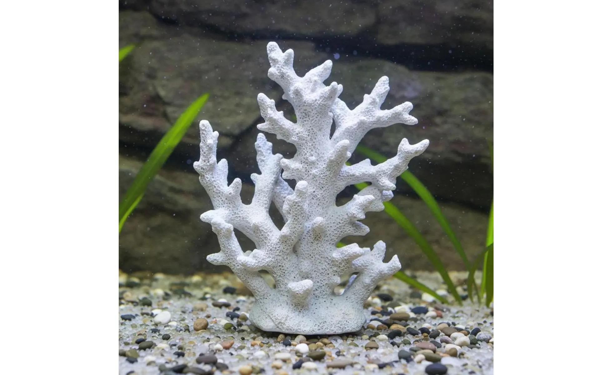 Detalle de la textura y colores brillantes de la rama oceánica