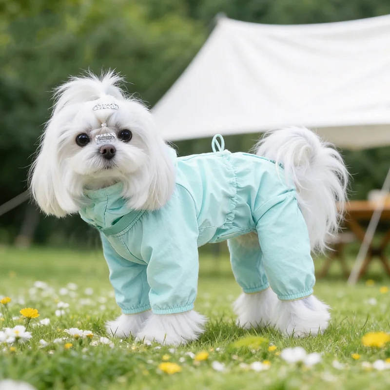 Perro jugando en la playa con el traje puesto
