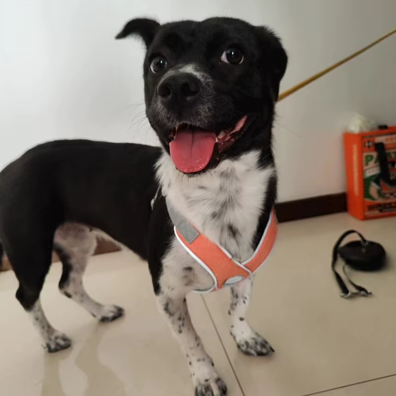Arnés transpirable reflectante ajustable para perro y gato - imagen 2
