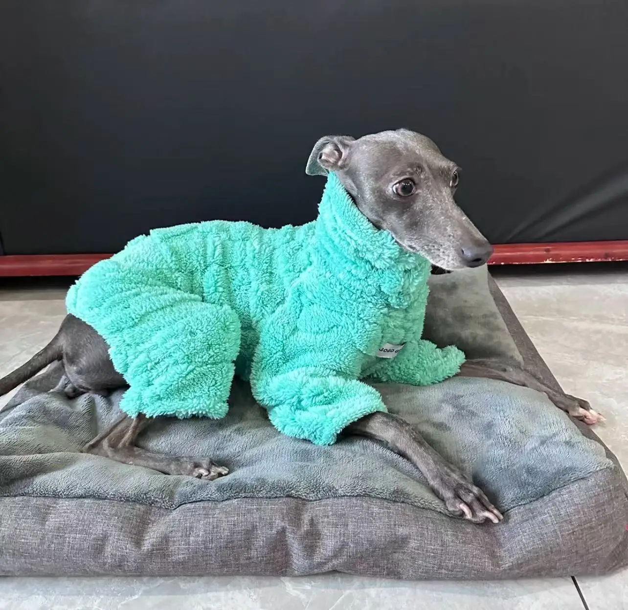 Happy dog posing in the green fleece coat