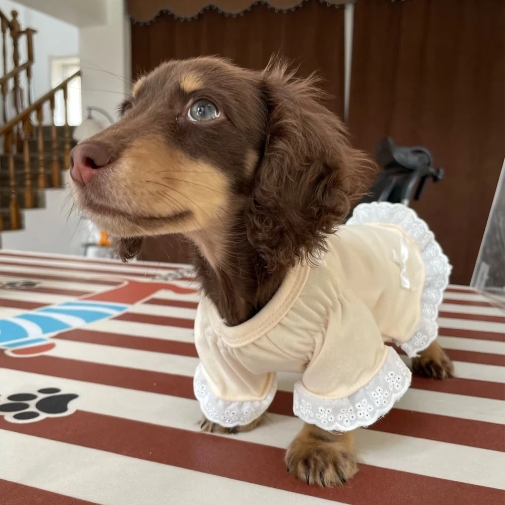 Vestido azul en perro Dachshund mediano