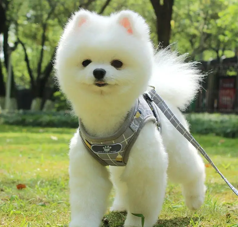 Chaleco reflectante para perro