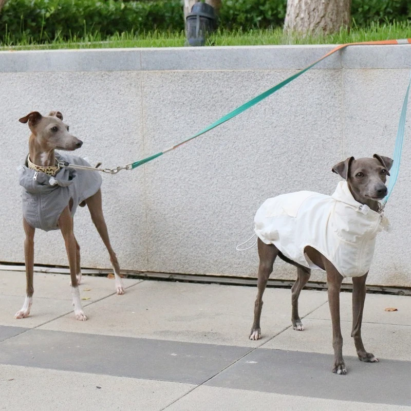 Galgo italiano con chaleco protector UV