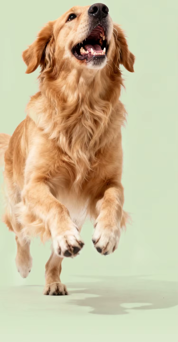 Pelota de fútbol resistente para entrenamiento canino