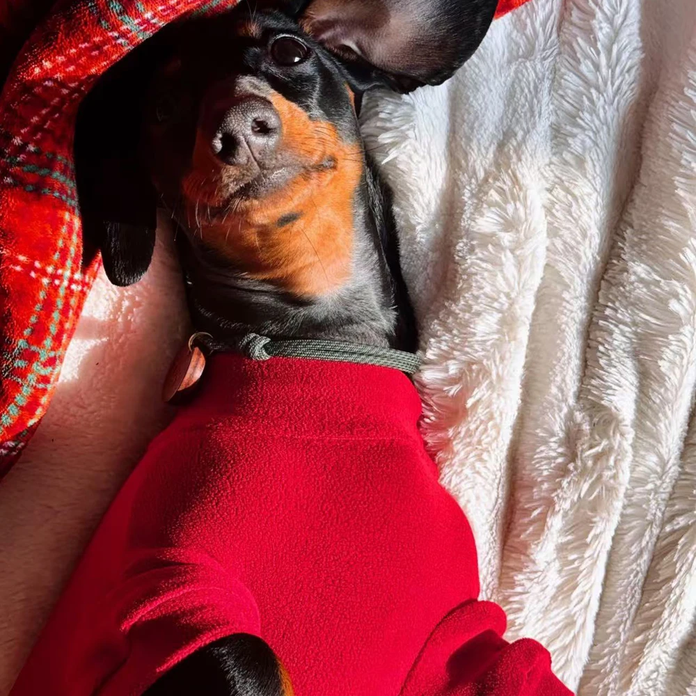 Dachshund mini usando el mono rojo