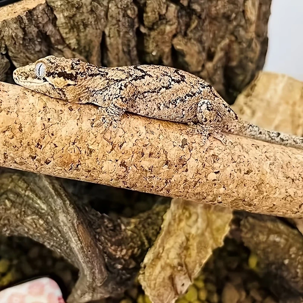 Tronco de corcho DIY para terrario de geckos y reptiles - imagen 5