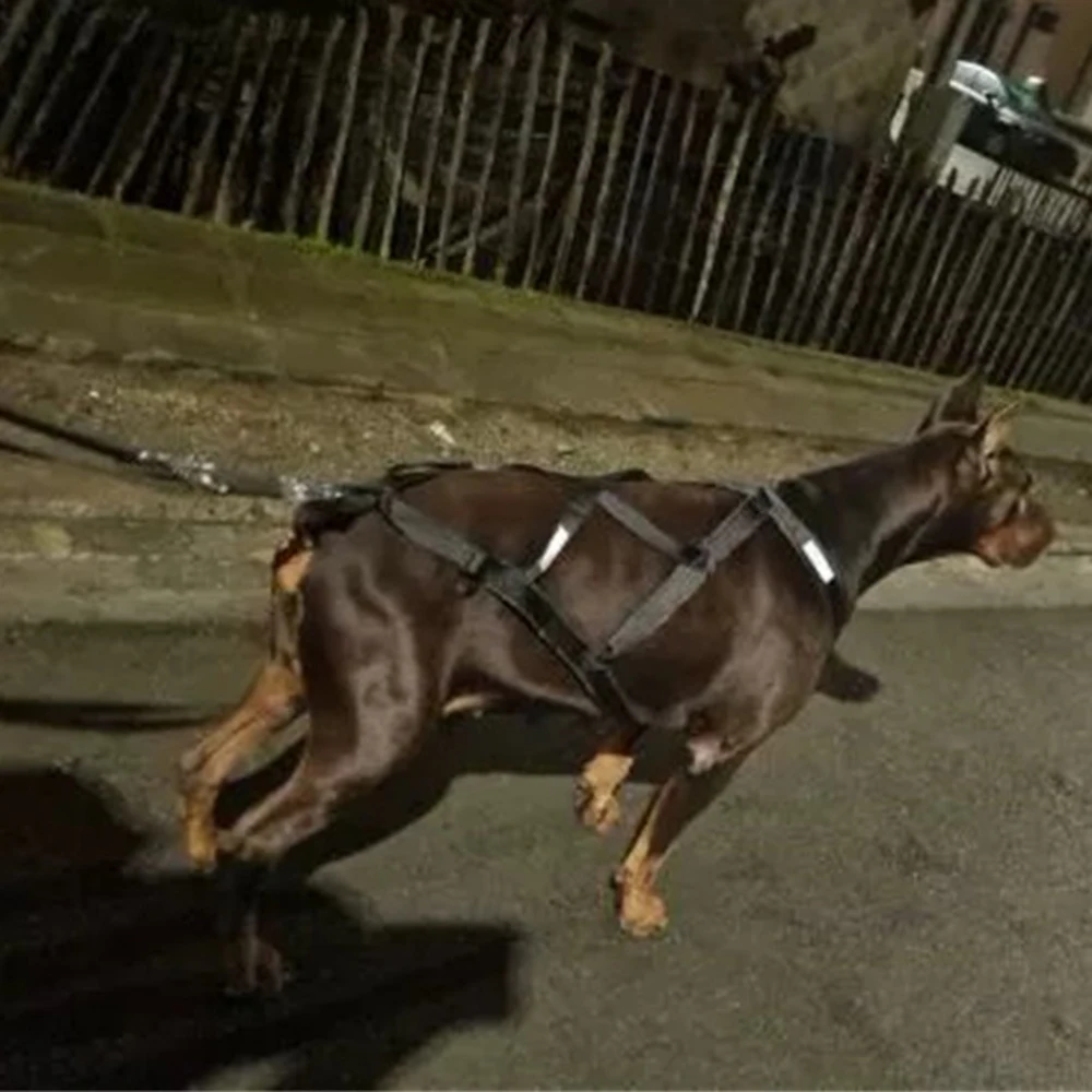 Arnés resistente para tirar, perros medianos y grandes – Husky - imagen 2