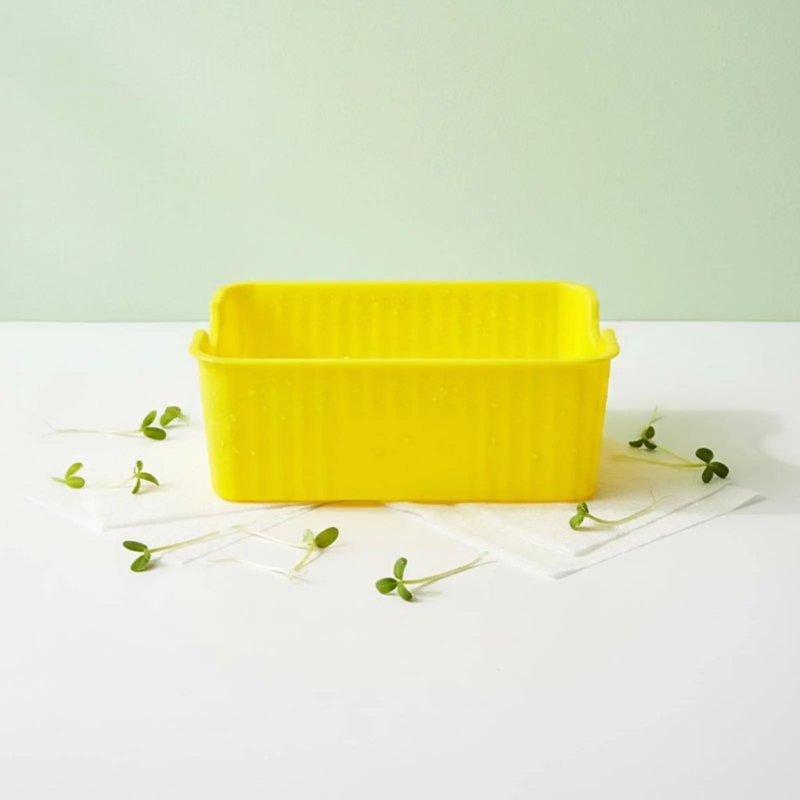 Germinador sin tierra para gatos: caja brotes frijol doble nivel