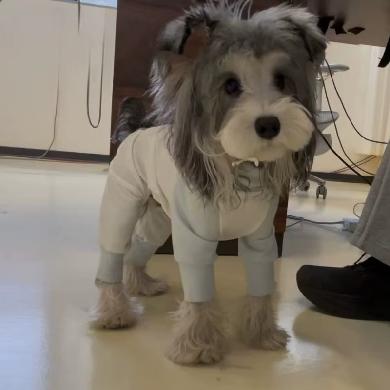 Ropa de verano fresca y transpirable para perros Schnauzer y Teddy - imagen 2