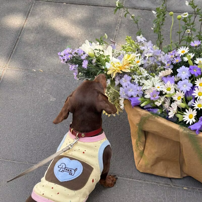 Camiseta de verano para perros Teckel y razas pequeñas