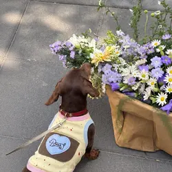Camiseta de verano para perros Teckel y razas pequeñas