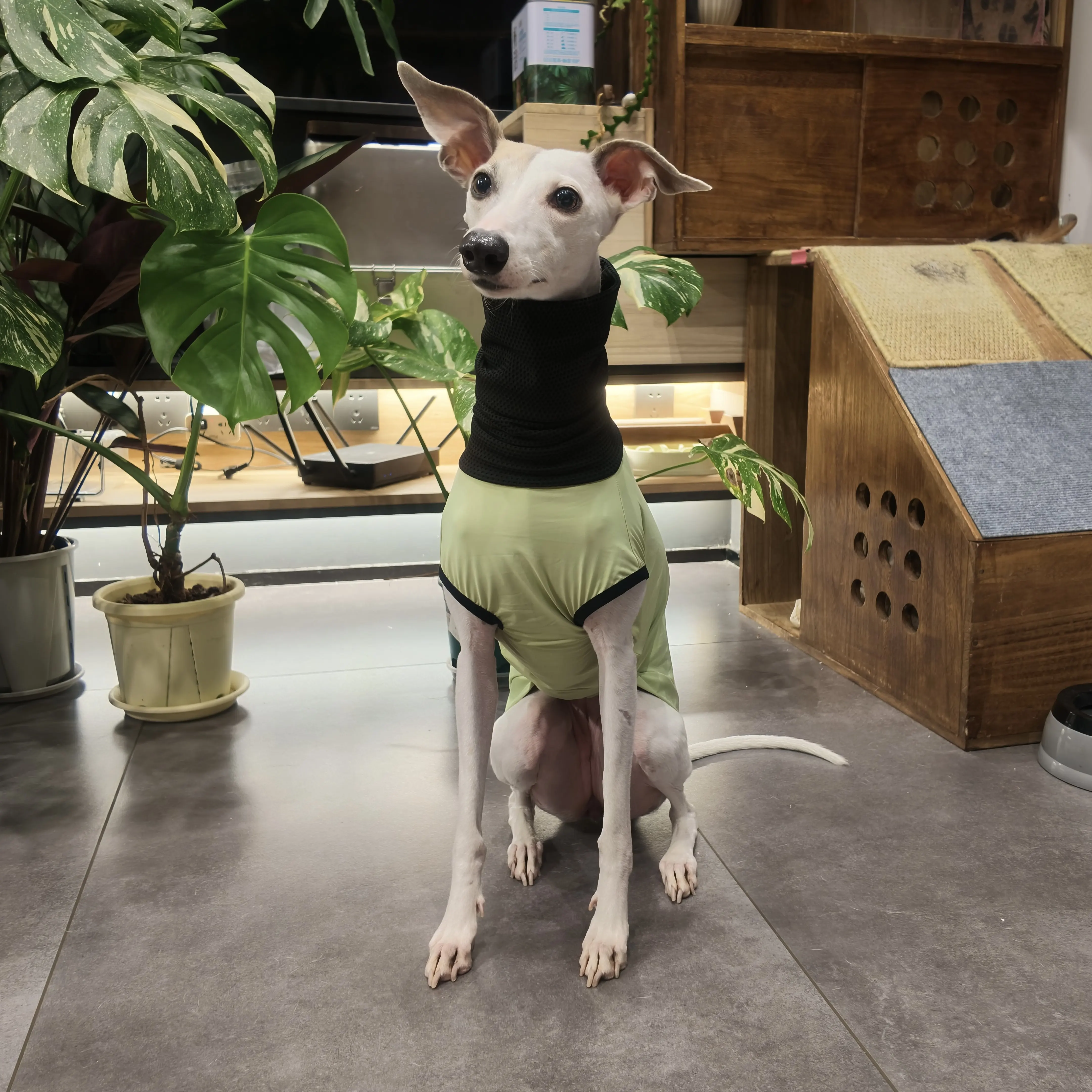 Camiseta verano perro UPF 100+ galgos y whippets, cuello alto - imagen 3