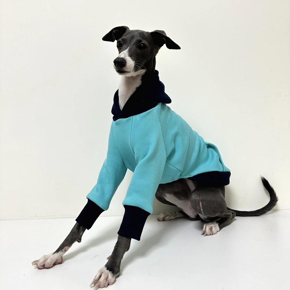 Perro con abrigo azul de terciopelo en exterior