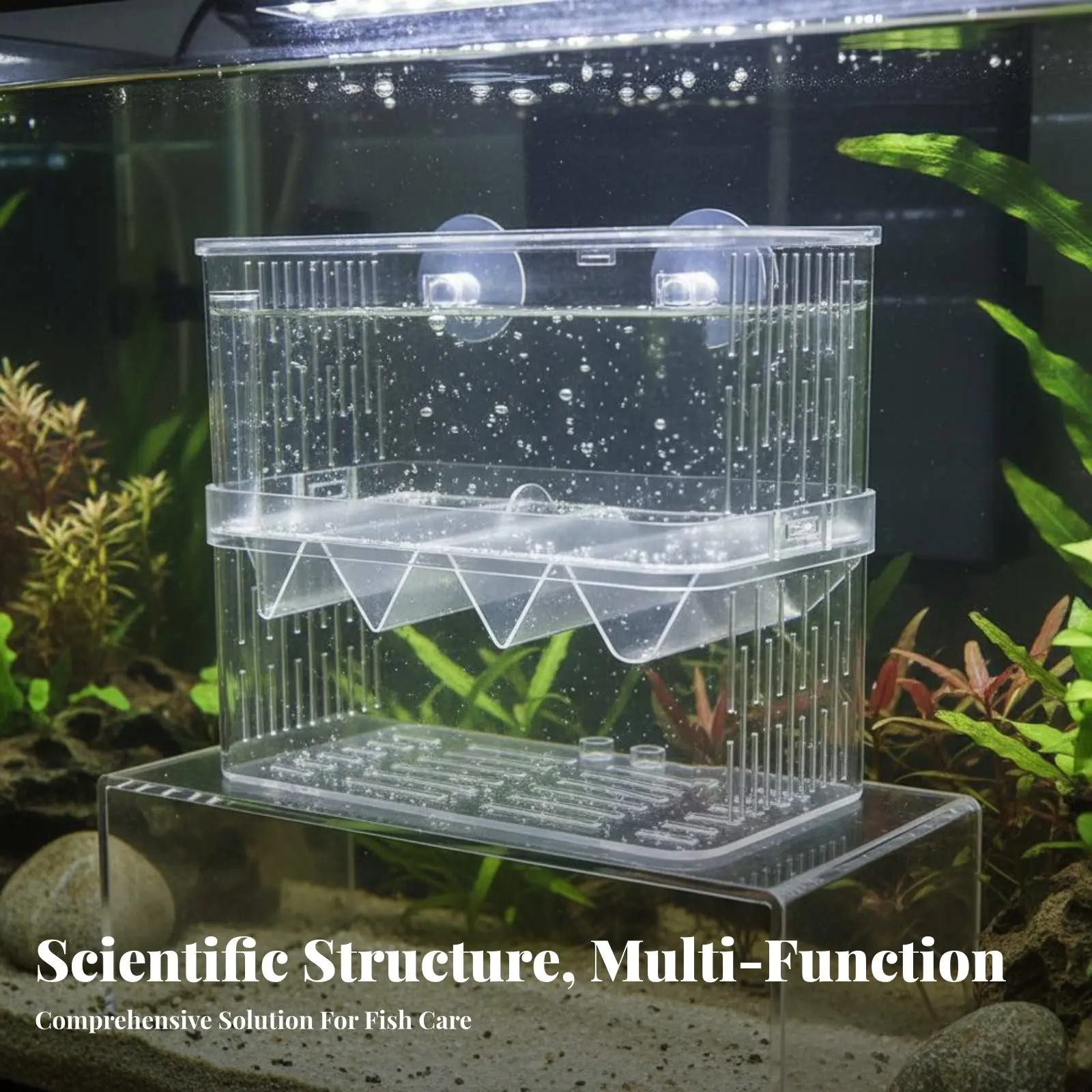Caja de cría acuática flotante con divisor extraíble, fácil limpieza