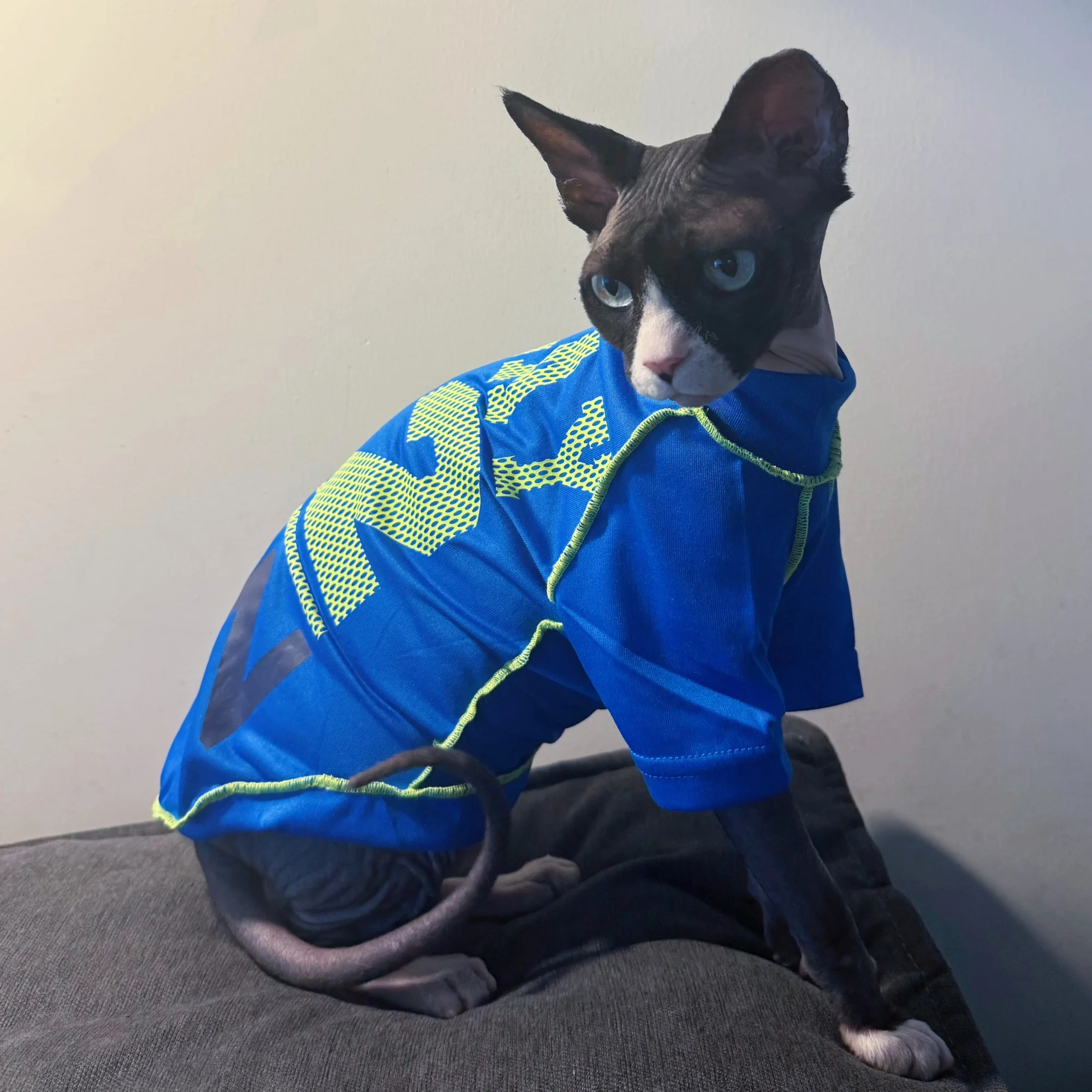 Gato Sphynx con la camiseta en azul soccer jersey