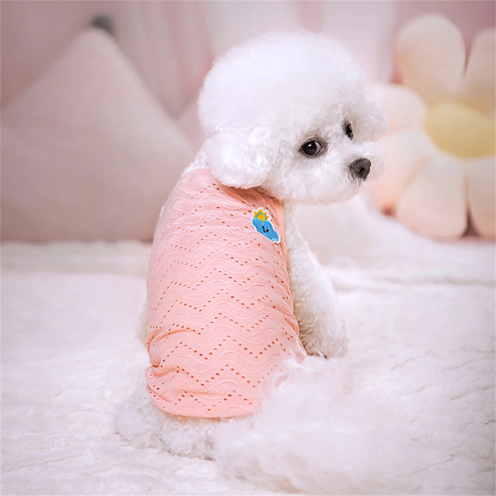 Perro maltés usando la camiseta en exterior