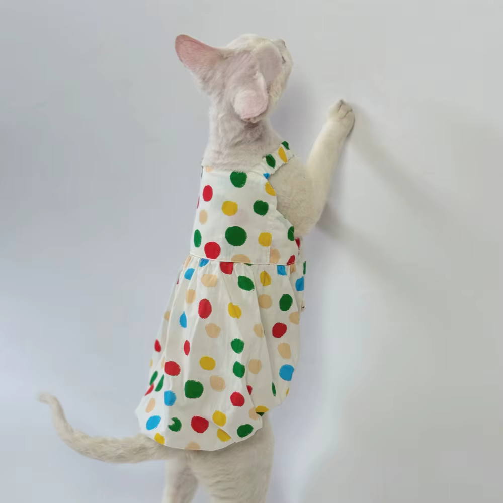 Gato Devon Rex con vestido de primavera