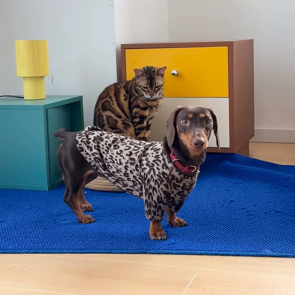 Abrigo suave leopardo para perros salchicha Dachshund, manga larga - imagen 5