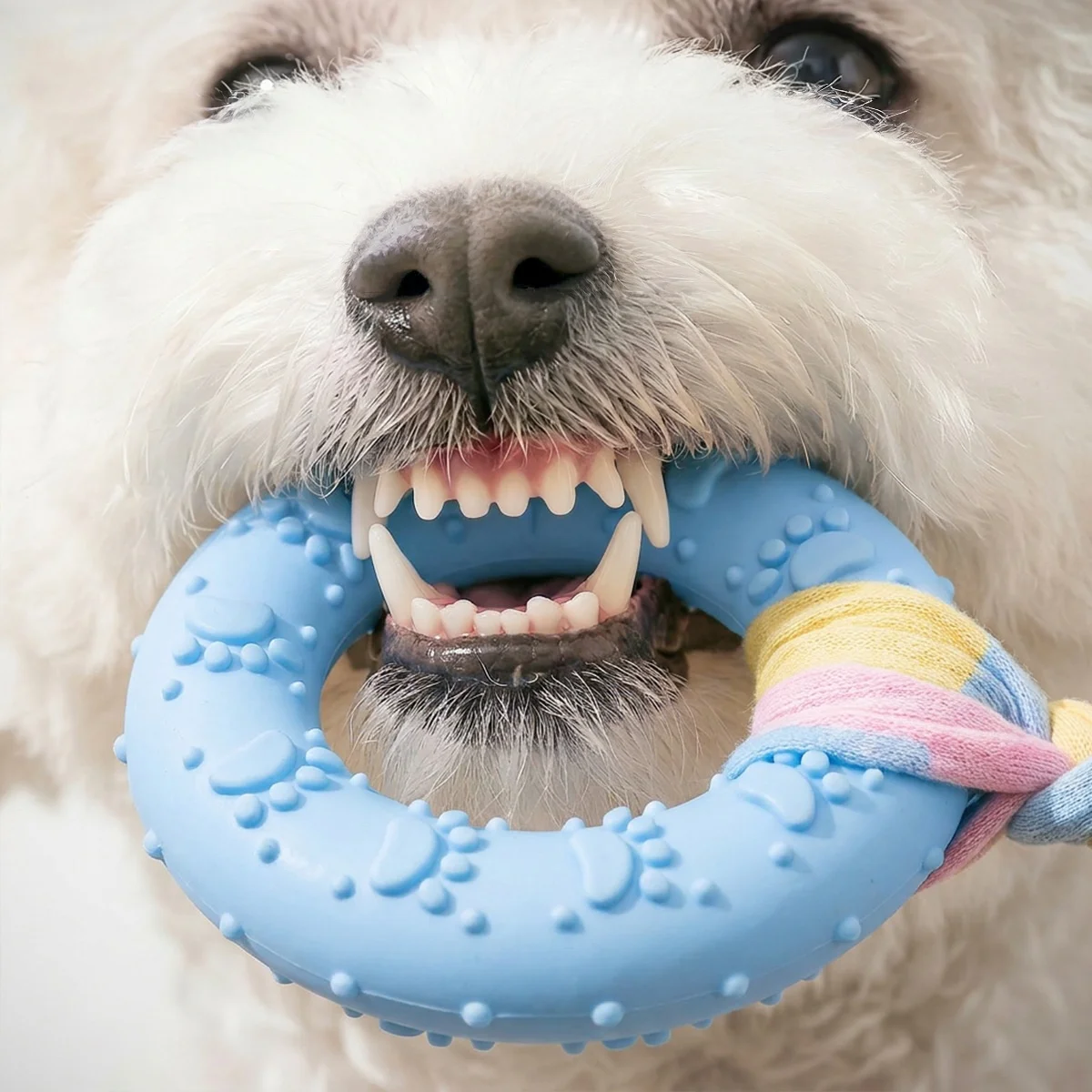 Anillo Mordedor con Sonido para Perros Pequeños – Dentición Bichón Frisé y Cachorros - imagen 2