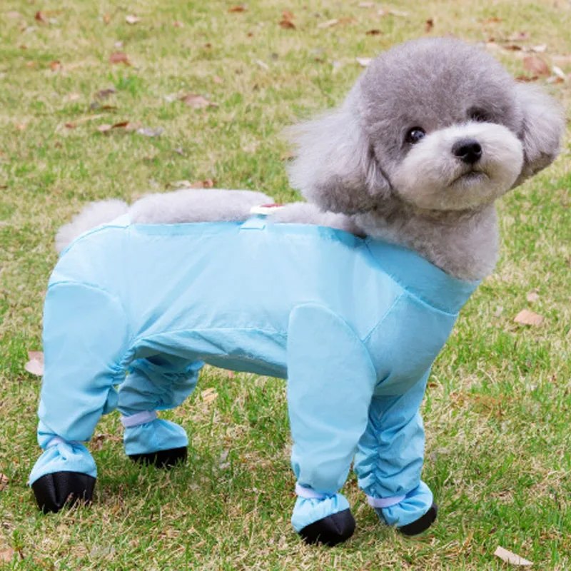 Perro pequeña usando capa de lluvia morada