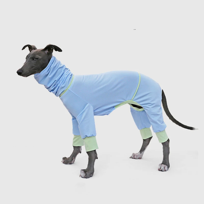 Perro Whippet usando la camiseta en un parque