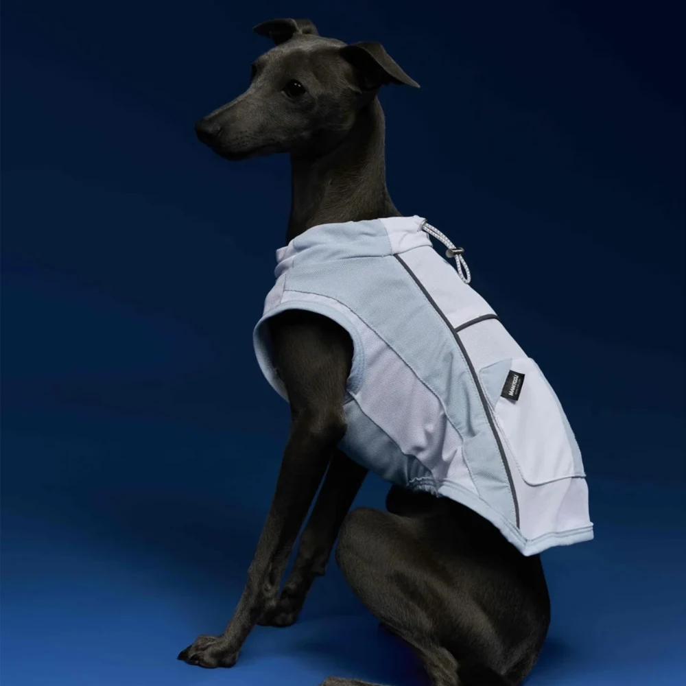 Guía de tallas con cinta métrica sobre el pecho del galgo