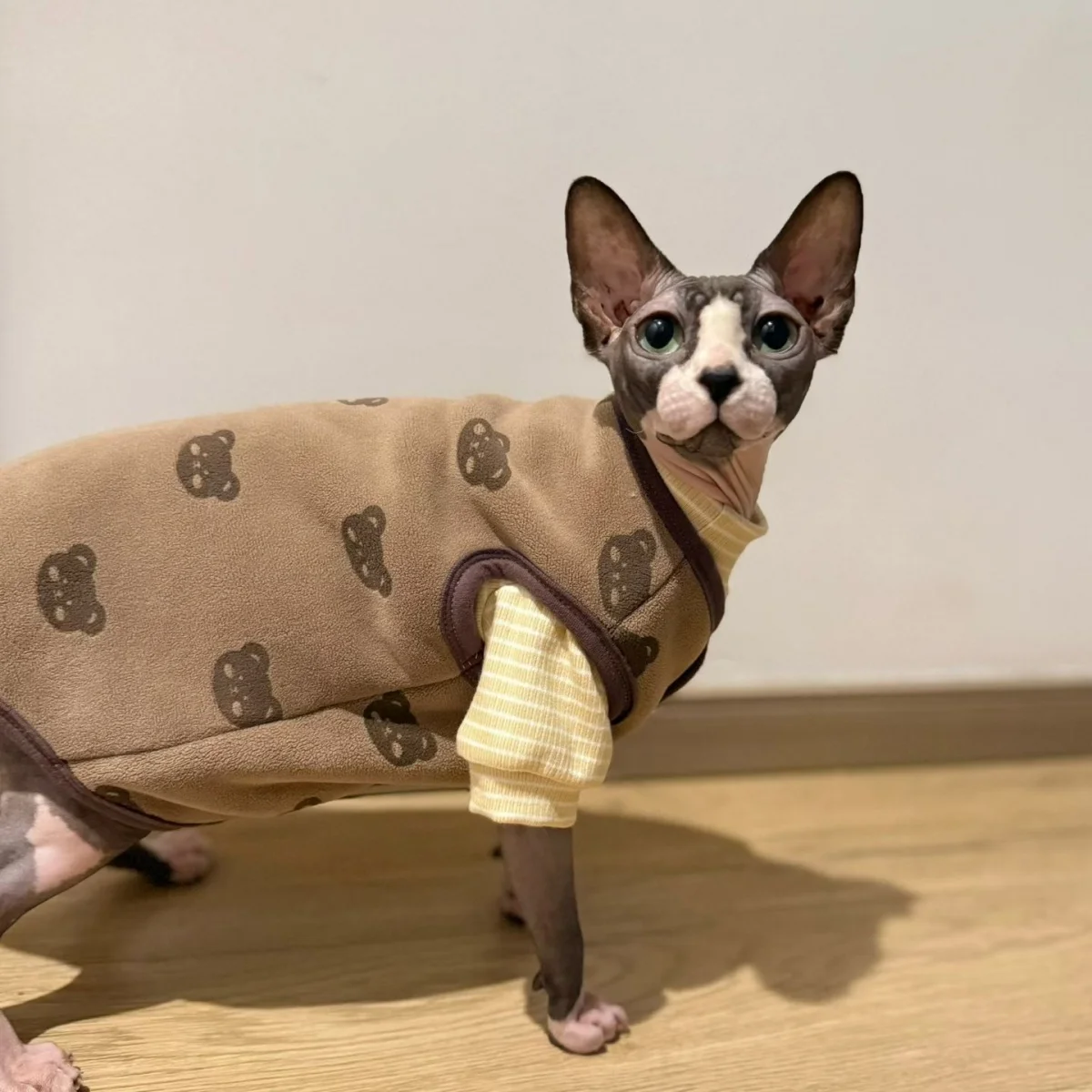 Gato cómodo con chaqueta de lana