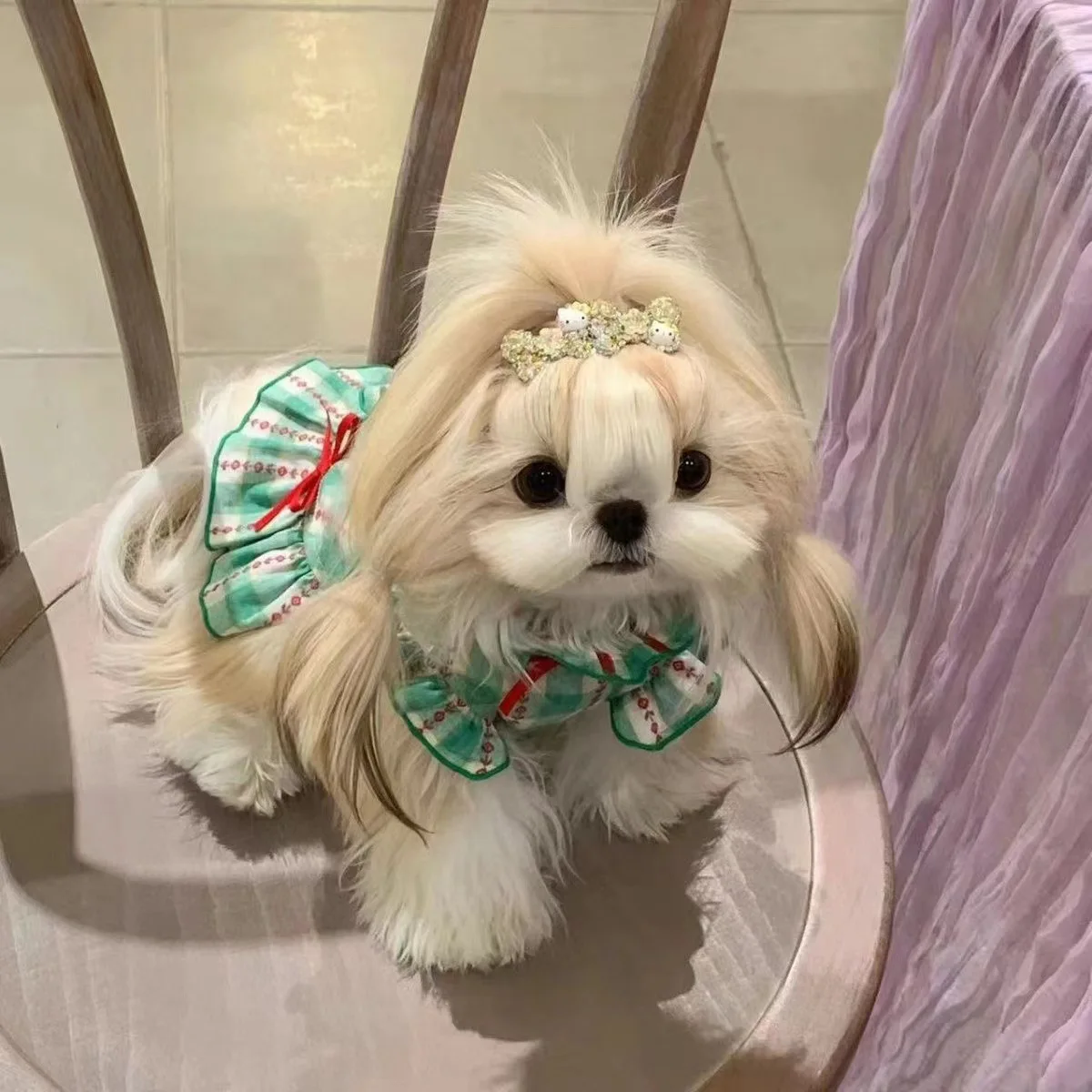 Ejemplo de mascota con la falda puesta