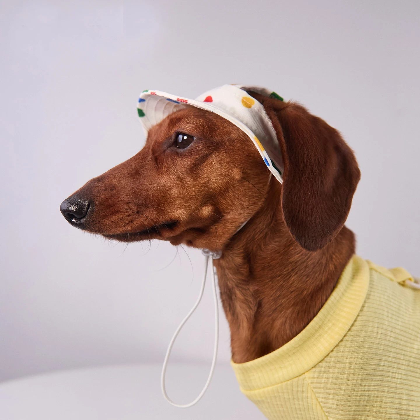 Perro salchicha con gorra disfrutando al aire libre