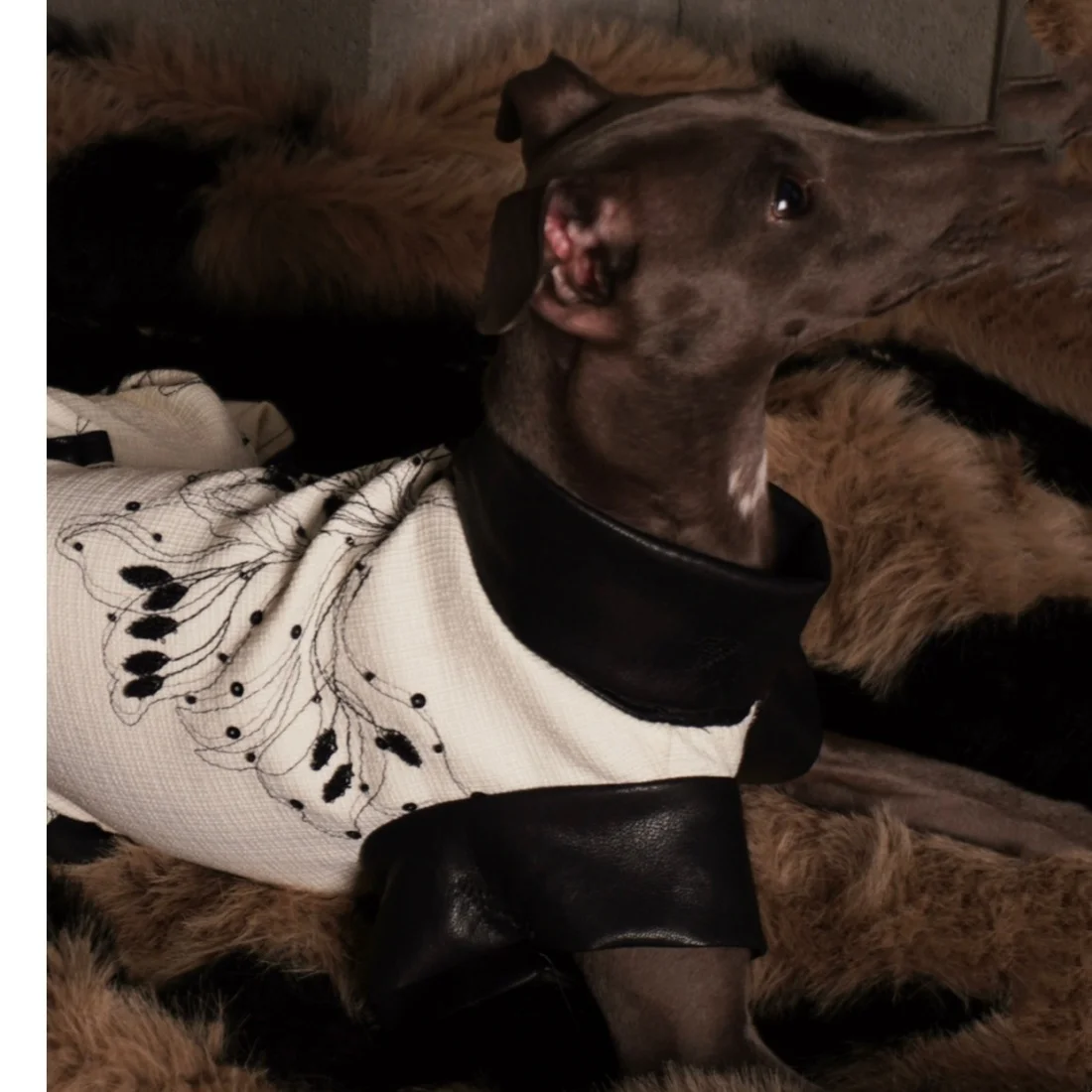 Mono beige floral para perro Galgo Italiano y Whippet con cuero negro - imagen 5