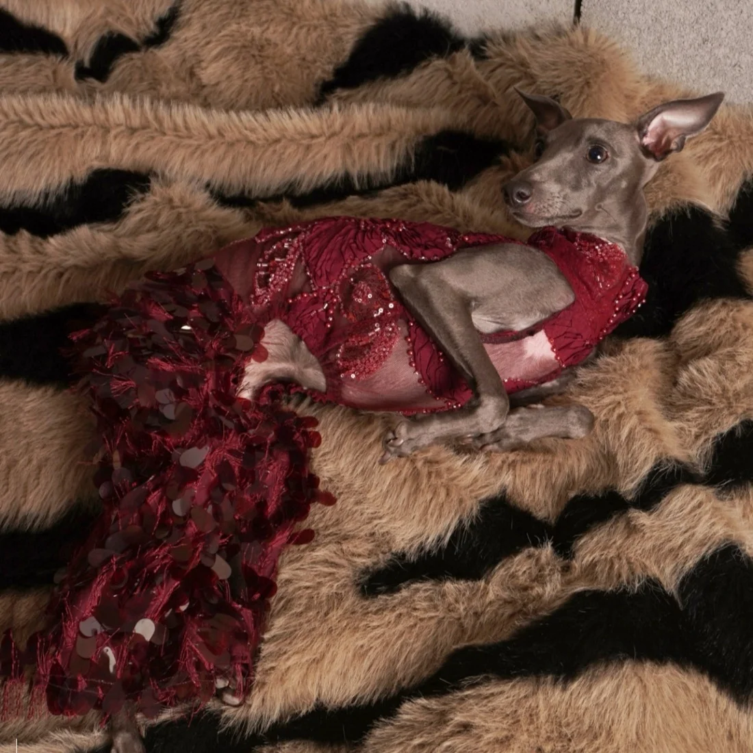 Vestido con encaje y lentejuelas para Galgo Italiano y Whippet - imagen 4