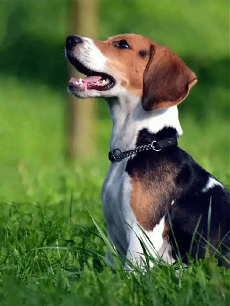 Collar Martingale Ajustable para Perro – Anti-Fuga - imagen 5