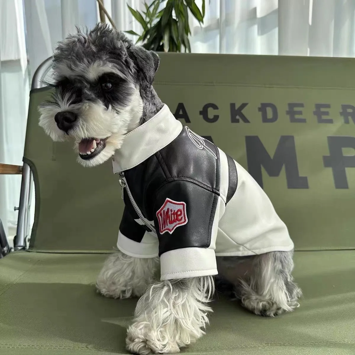 Modelo en perro pequeño oscuro