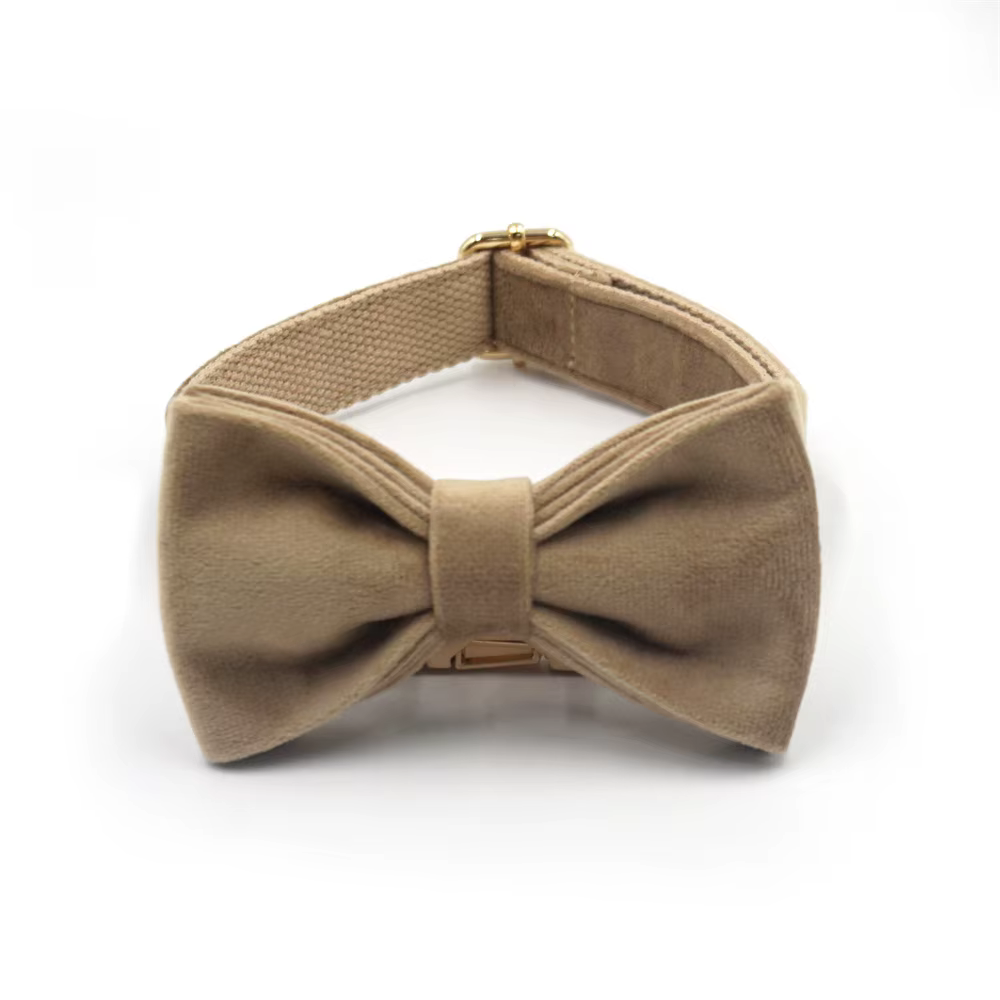 Collar con placa visible