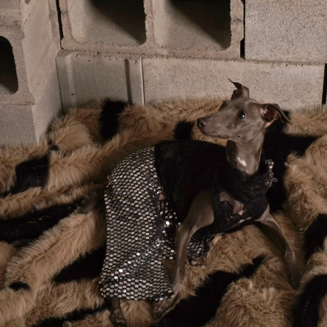 Mono de fiesta para Galgo Italiano y Whippet – Encaje y lentejuelas transpirable - imagen 2