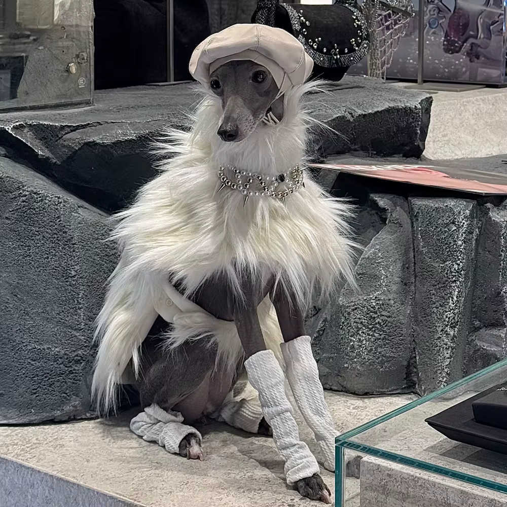 Abrigo de felpa blanco para galgo italiano ABQP