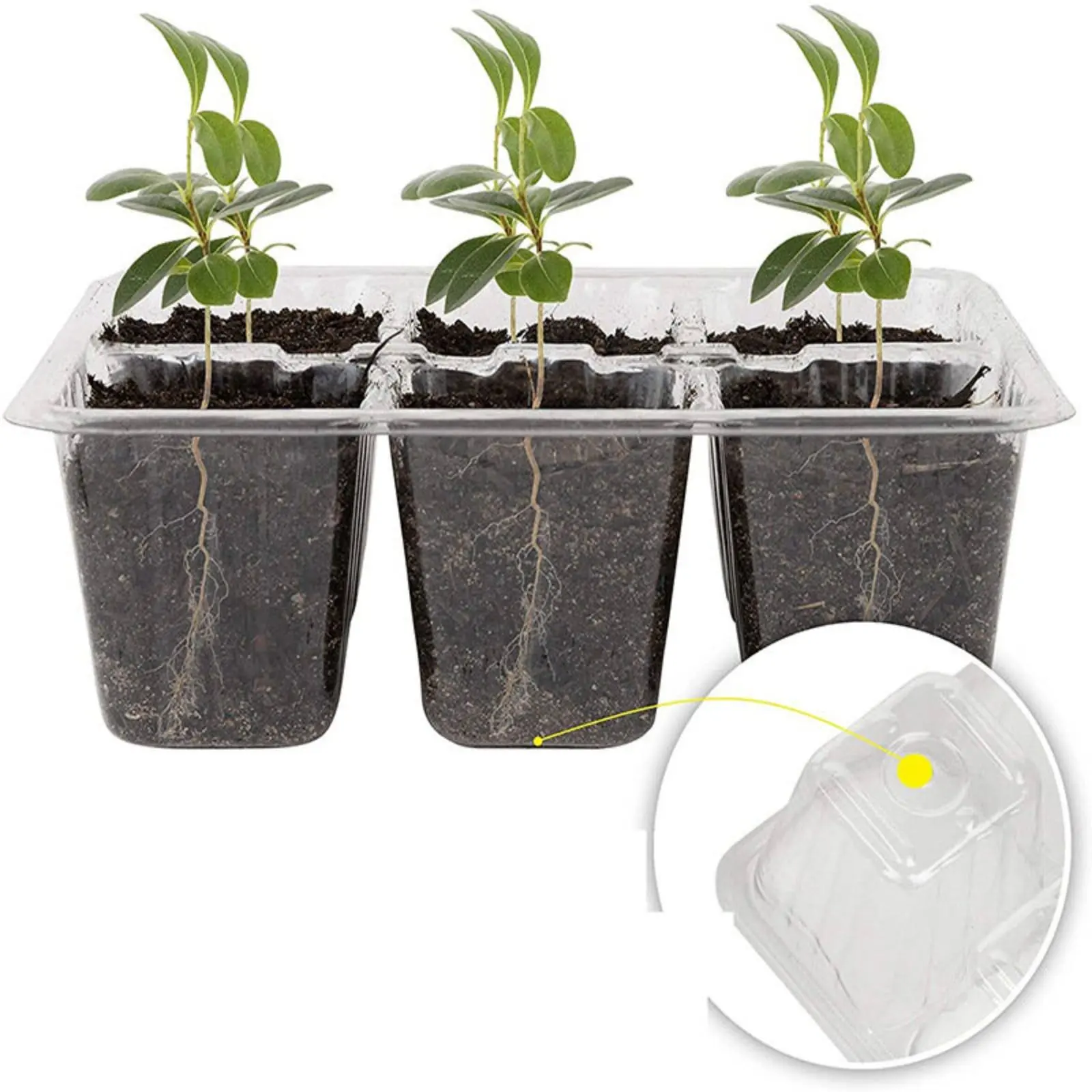 Kit de germinación reutilizable de brotes con bandeja de compartimentos