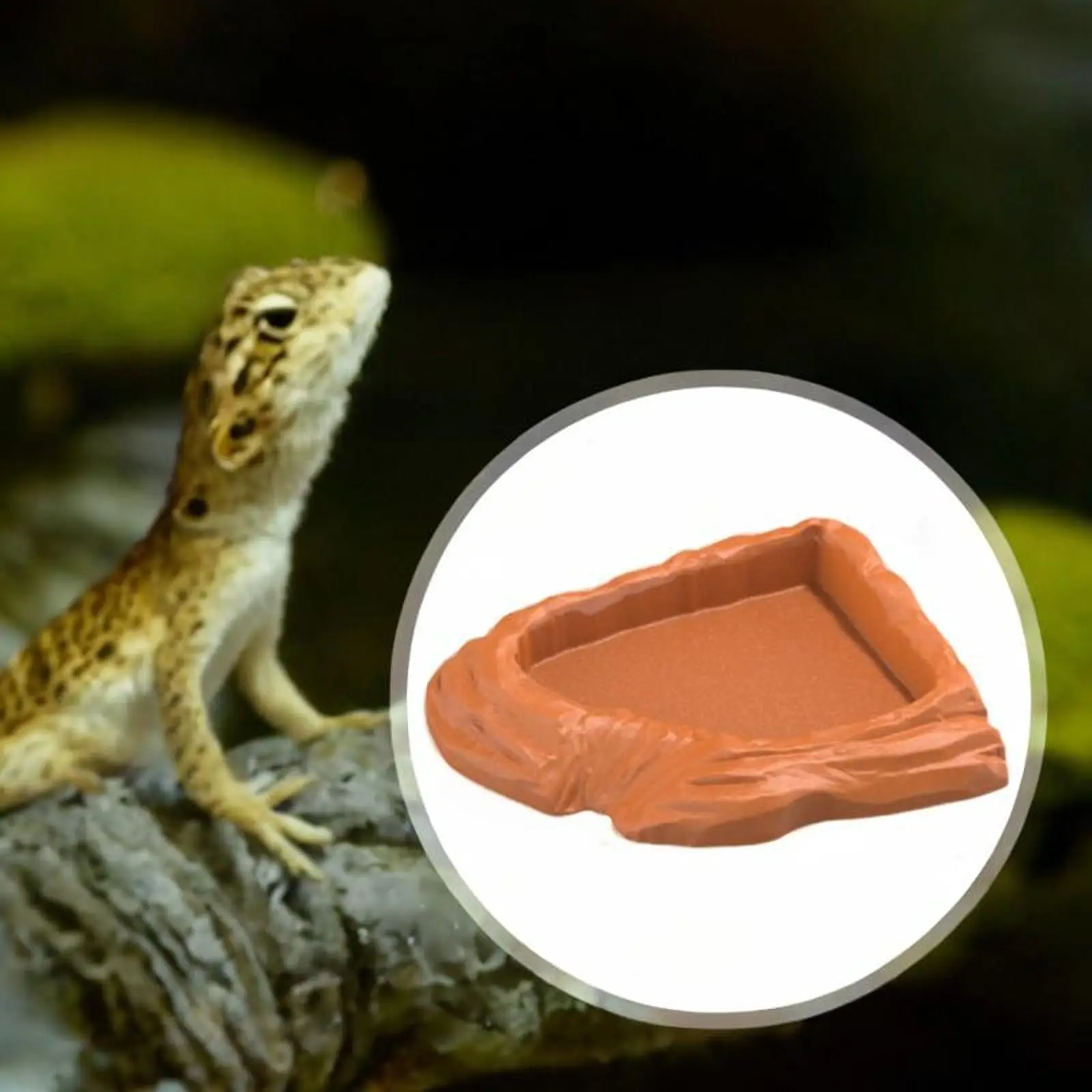 Plato multiusos para tortugas y reptiles