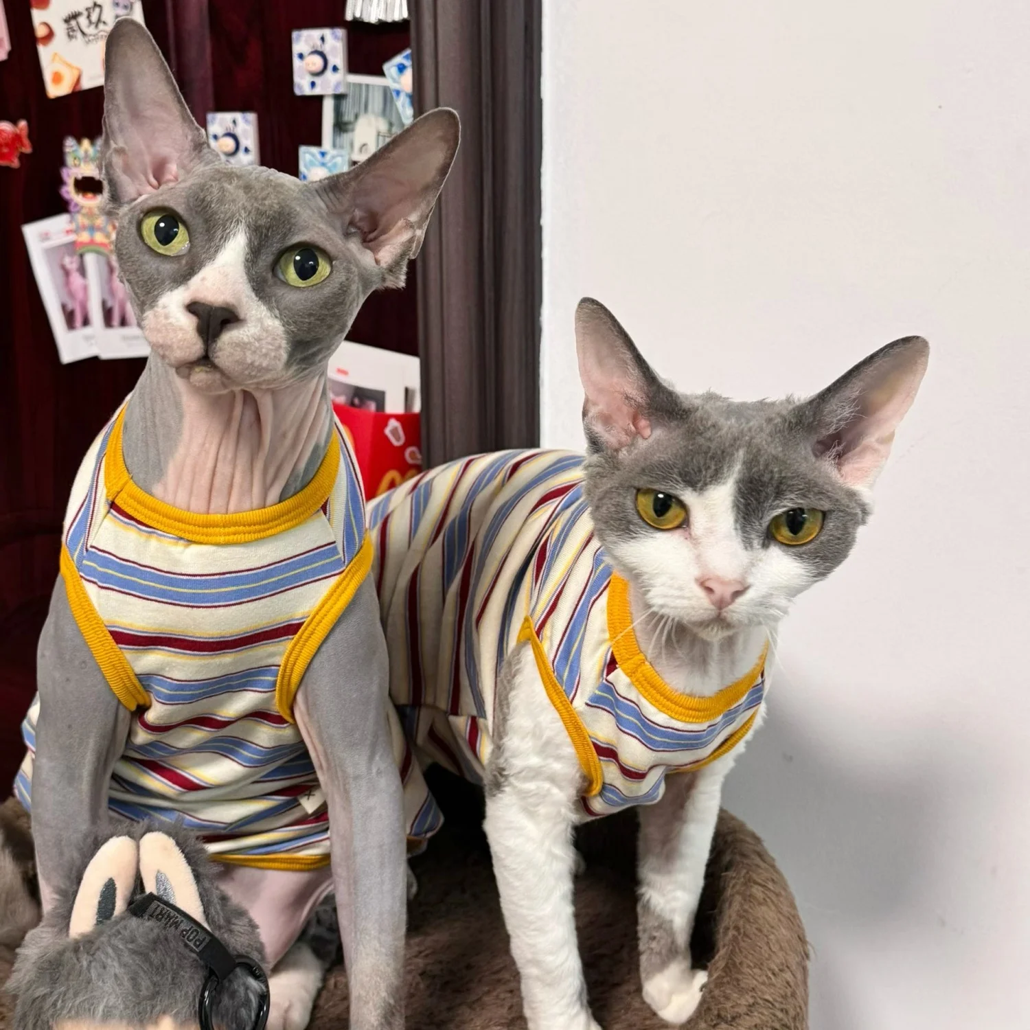 Chaleco sin mangas de algodón arcoíris para Sphynx y Devon Rex