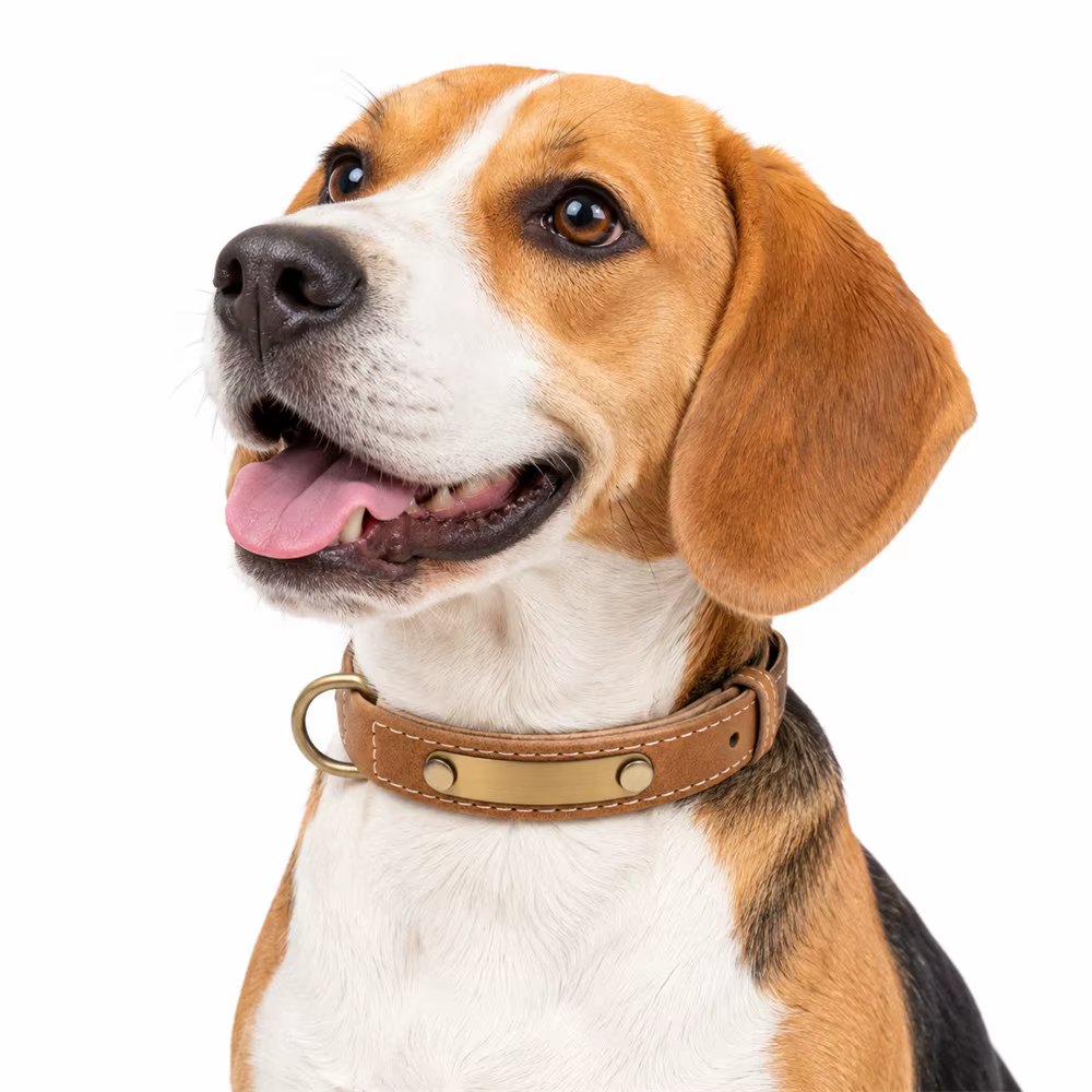 Collar cuero personalizado perro con placa latón y correa acolchada - imagen 5