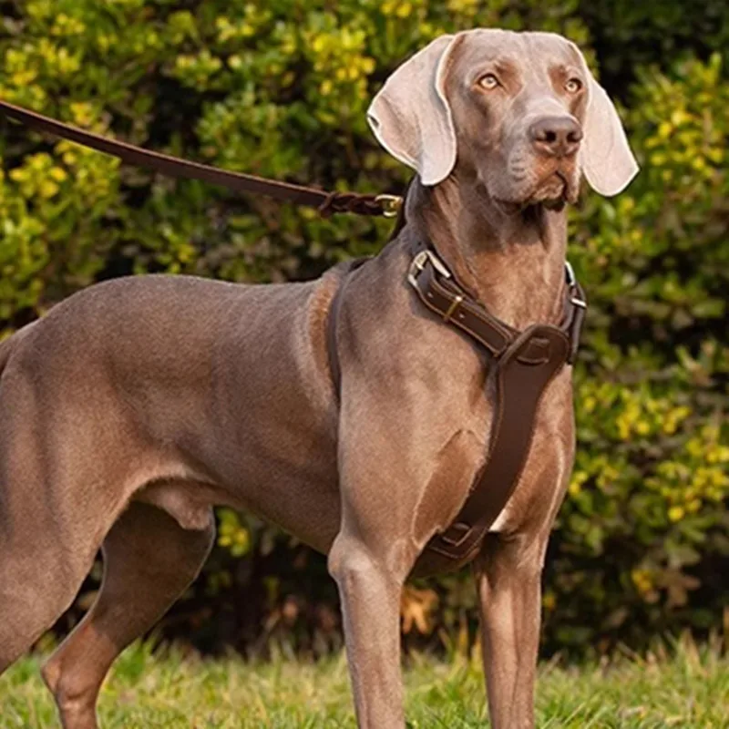 Arnés antitirones para perros medianos y grandes – Ajustable - imagen 2
