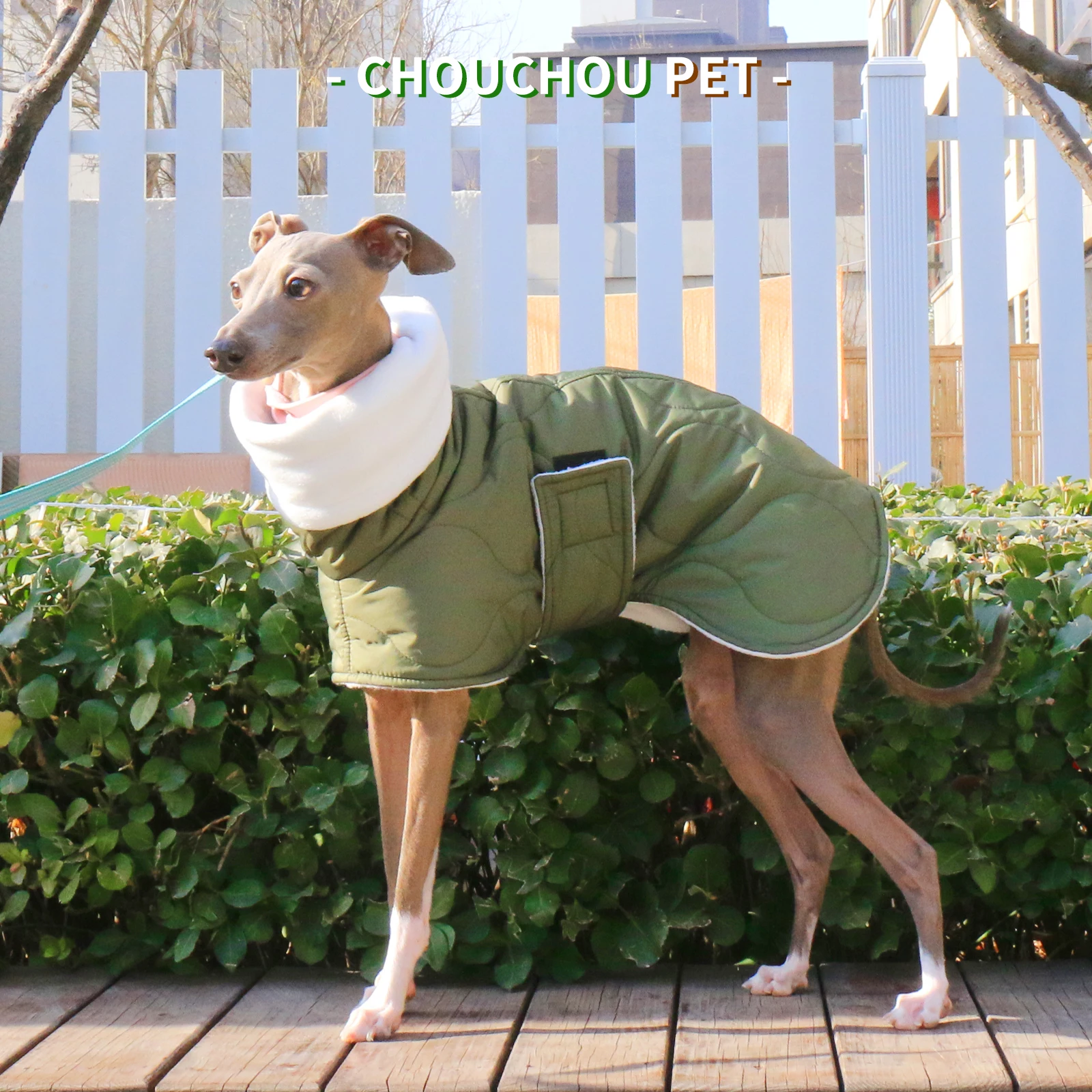 Perro en posición sentada con la chaqueta puesta