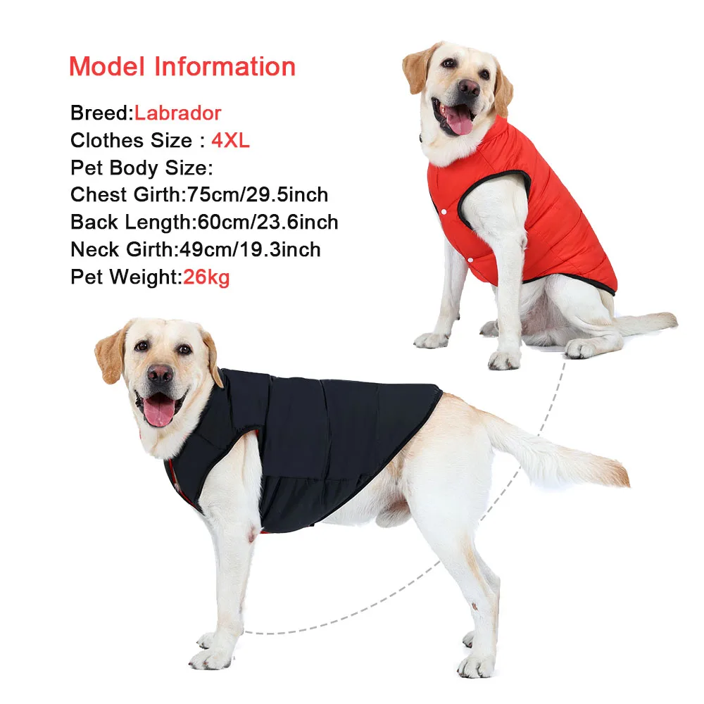 Modelo Labrador con chaqueta 4XL