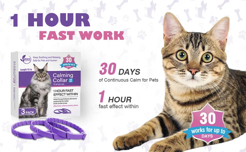 Uso diario del collar calmante para gatos