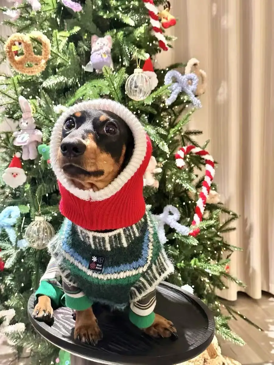 Perro dachshund descansando con el suéter puesto