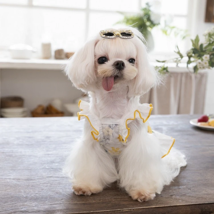 Perra chihuahua usando falda princess con bordado floral en exterior
