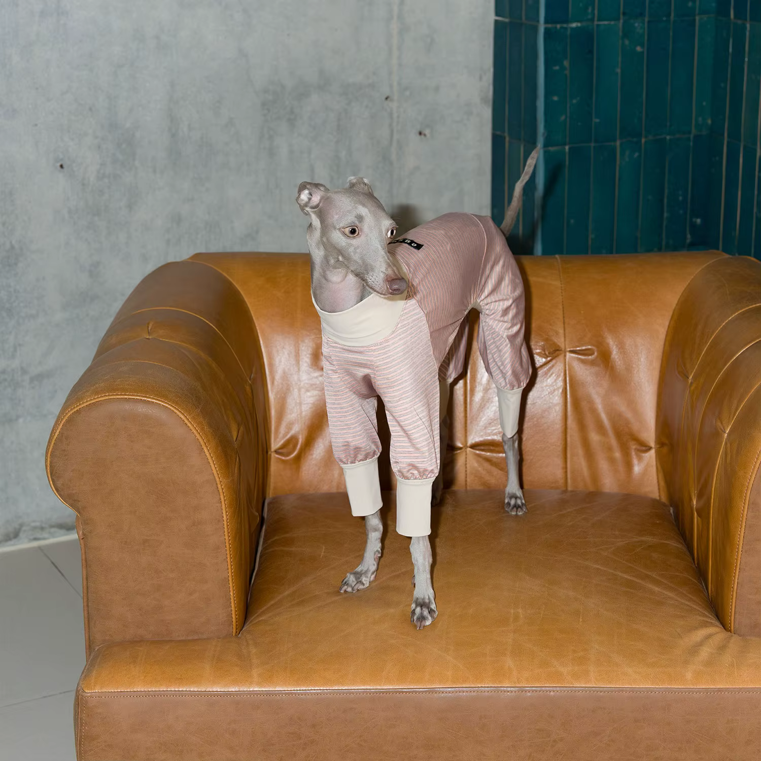 Camiseta refrescante Ice-Skin a rayas para galgos italianos y Whippet - imagen 4