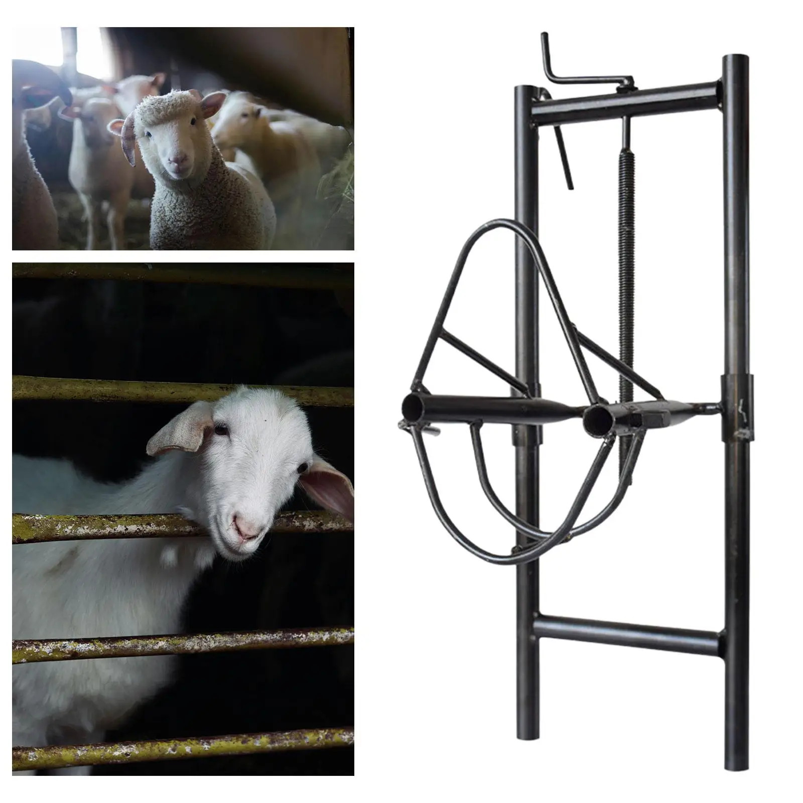 Soporte elevable para cabeza de oveja con diseño ajustable