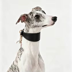 Collar de cuero vacuno ajustable multicolor para Galgos y Whippets